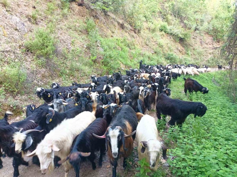 Yörüklerin Yaylalara Göçü Başladı