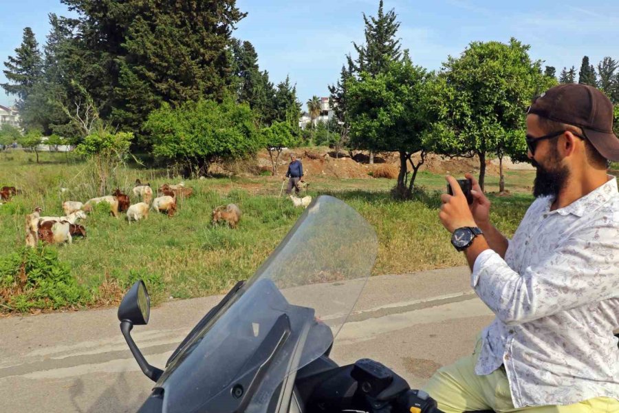 Antalya’nın Lüks Keçileri, Turistleri Ve Vatandaşları Hayran Bırakıyor