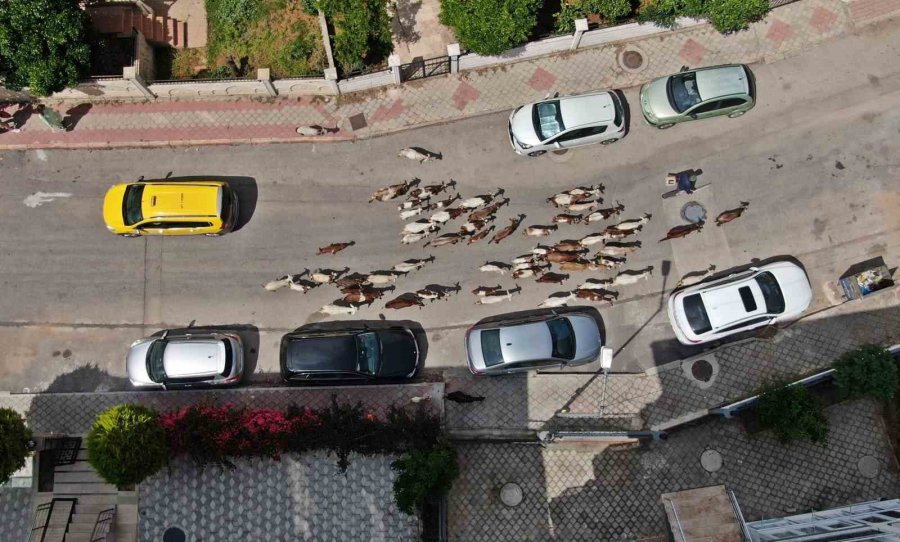 Antalya’nın Lüks Keçileri, Turistleri Ve Vatandaşları Hayran Bırakıyor