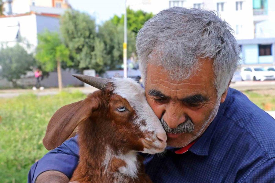 Antalya’nın Lüks Keçileri, Turistleri Ve Vatandaşları Hayran Bırakıyor