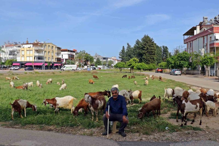 Antalya’nın Lüks Keçileri, Turistleri Ve Vatandaşları Hayran Bırakıyor