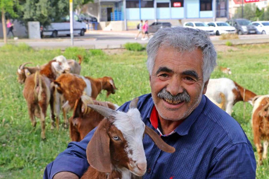 Antalya’nın Lüks Keçileri, Turistleri Ve Vatandaşları Hayran Bırakıyor