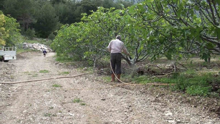 Antalya’da İncir Bahçeleri Sezona Hazırlanıyor