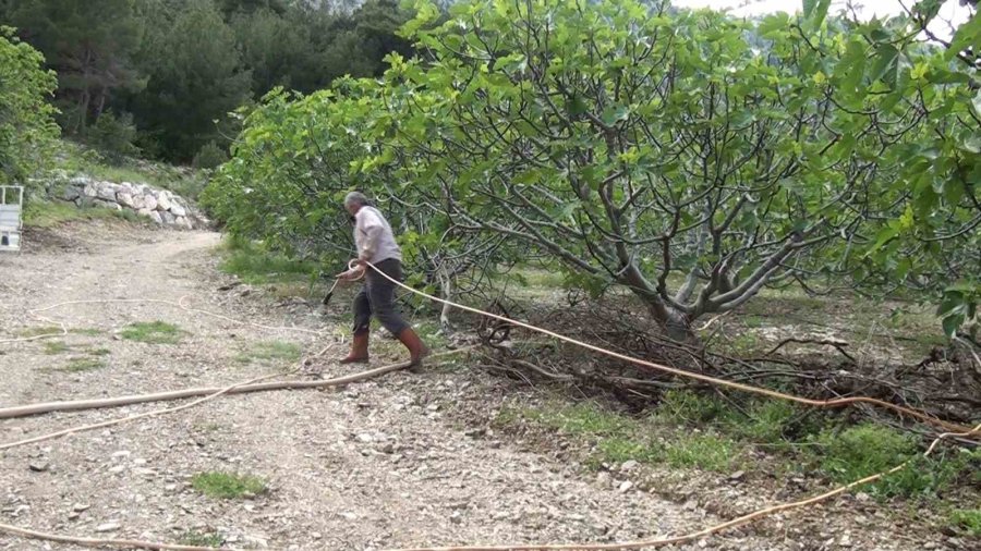 Antalya’da İncir Bahçeleri Sezona Hazırlanıyor