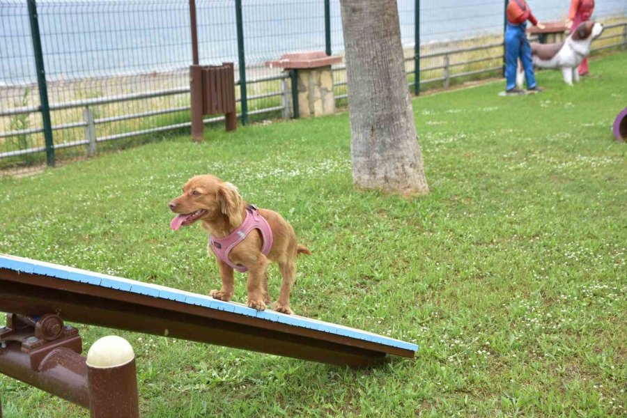 Mahmutlar Mahallesi’nde Köpekler İçin Oyun Ve Eğitim Parkını Hizmete Açıldı