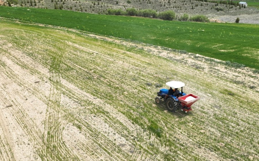 Büyükşehir Tohumluk Buğday Yetiştiriyor