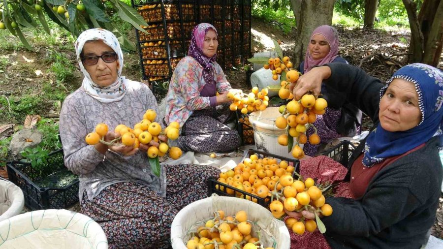 İhracat Yolundaki Son Yenidünyalar Yüz Güldürüyor