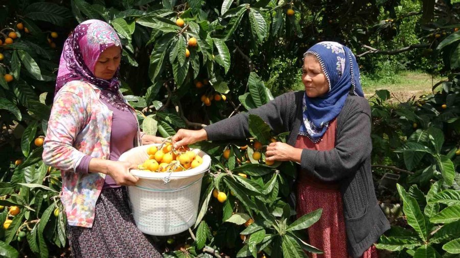 İhracat Yolundaki Son Yenidünyalar Yüz Güldürüyor