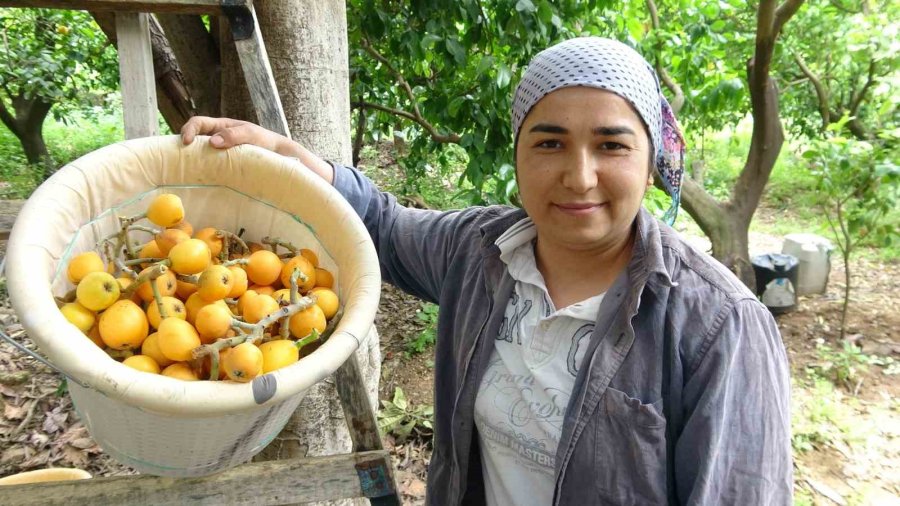 İhracat Yolundaki Son Yenidünyalar Yüz Güldürüyor