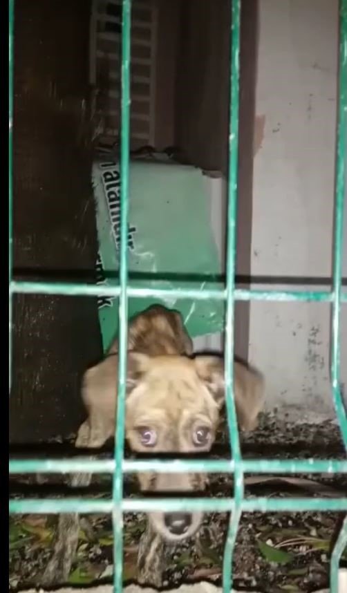 Bitkin Bulduğu Sokak Köpeği Arama Kurtarmada Görev Alacak