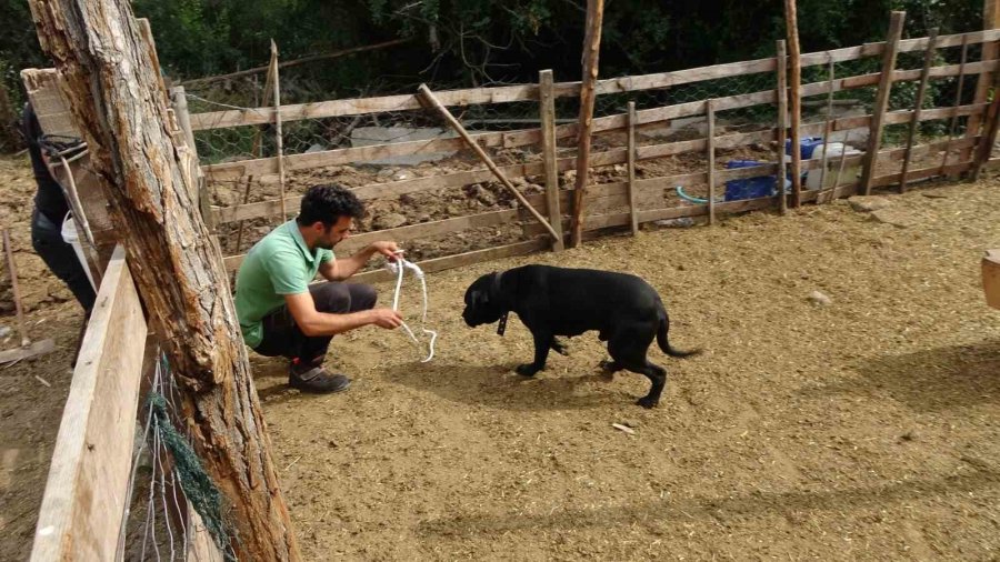 Başıboş Pitbullar Koyun Ağılına Saldırdı