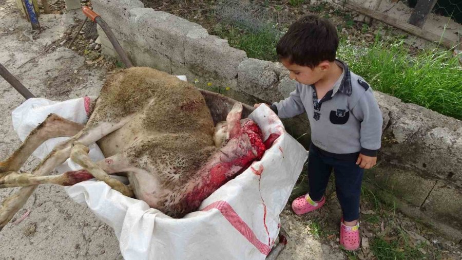 Başıboş Pitbullar Koyun Ağılına Saldırdı