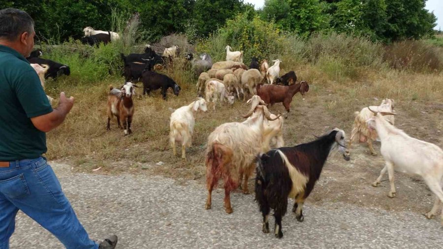 Başıboş Pitbullar Koyun Ağılına Saldırdı