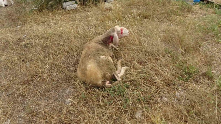 Başıboş Pitbullar Koyun Ağılına Saldırdı