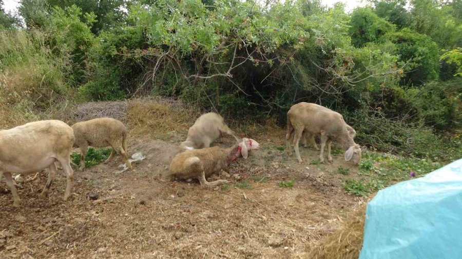 Başıboş Pitbullar Koyun Ağılına Saldırdı