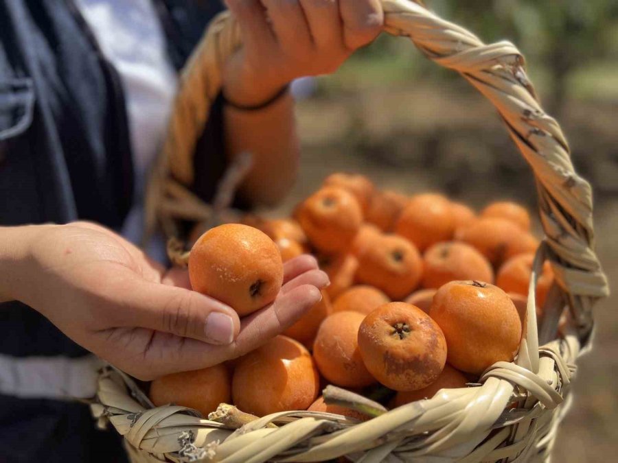 Tarsus’ta 2 Ton Yenidünya Meyvesi Hasadı Gerçekleştirildi