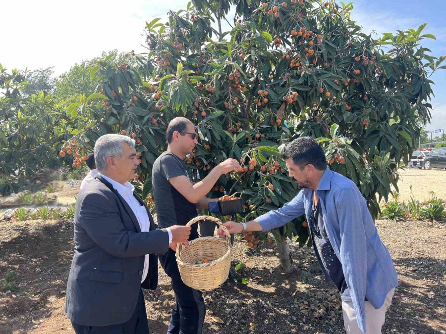 Tarsus’ta 2 Ton Yenidünya Meyvesi Hasadı Gerçekleştirildi