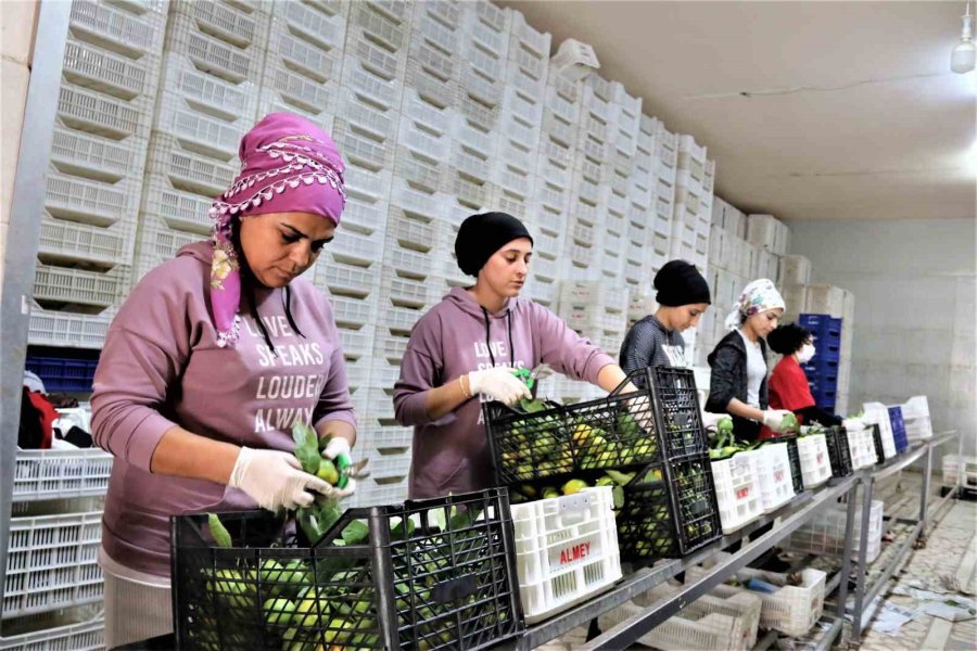 Antalya’da Nisan Ayı İhracatı 238,4 Milyon Dolar Oldu