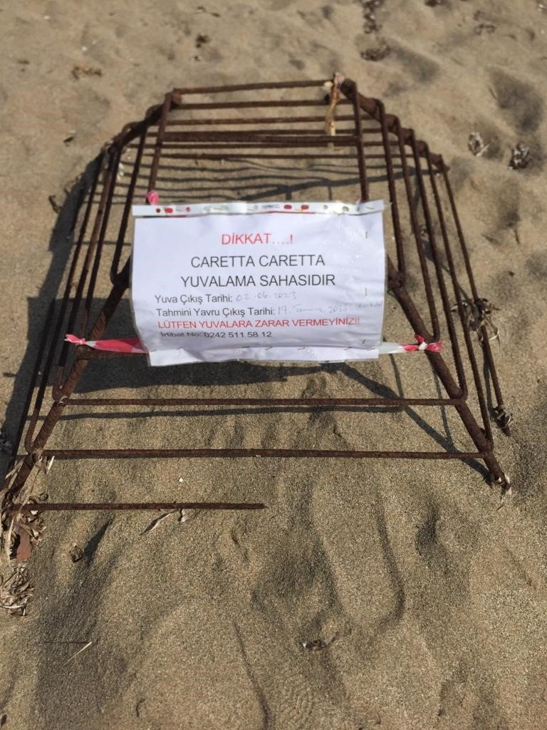 Sahil Magandalarına Caretta Caretta Ve Kum Zambağı Uyarısı