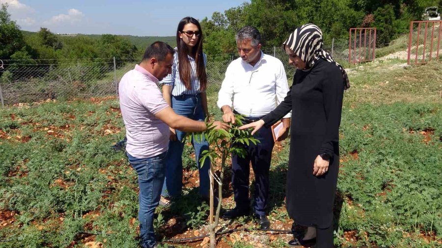 Mersin Erdemli’de 850 Rakıma Modern Ceviz Bahçesi Kuruldu