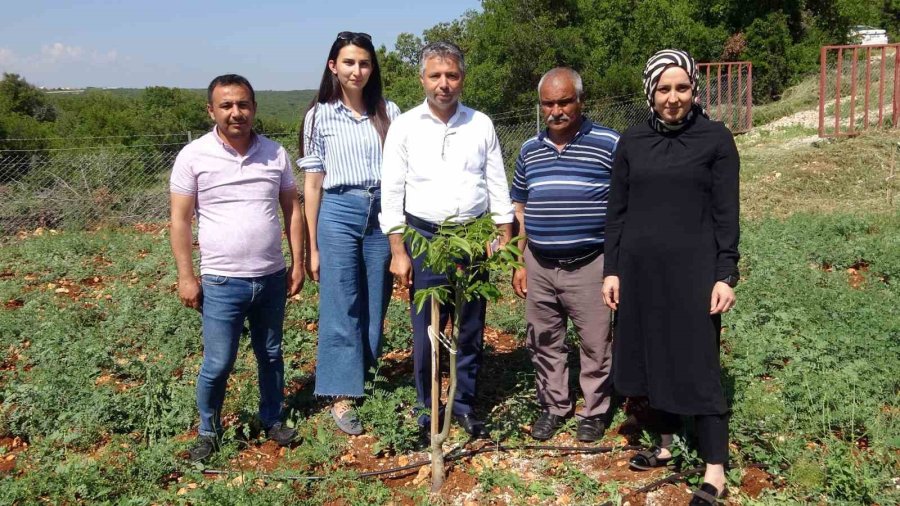 Mersin Erdemli’de 850 Rakıma Modern Ceviz Bahçesi Kuruldu