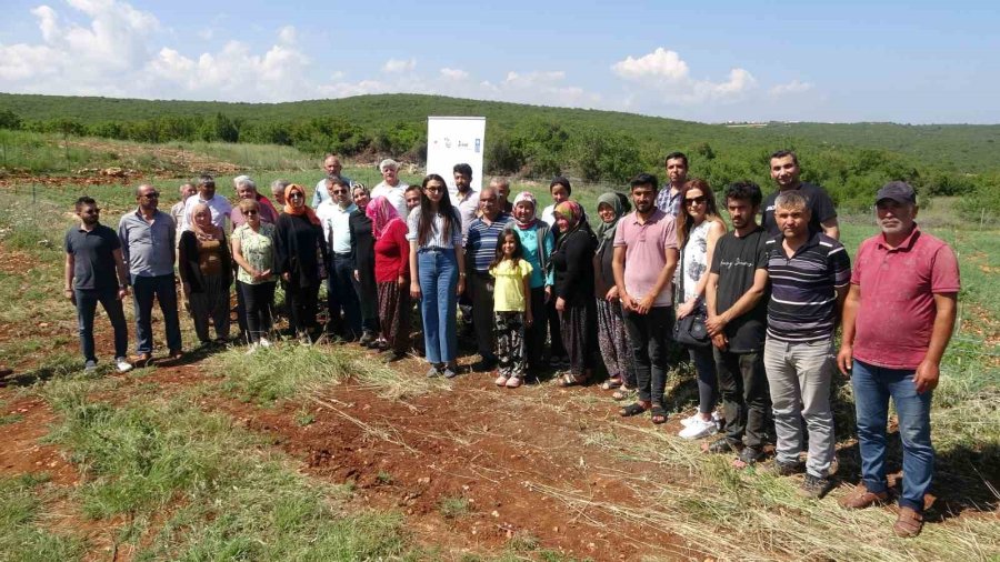 Mersin Erdemli’de 850 Rakıma Modern Ceviz Bahçesi Kuruldu