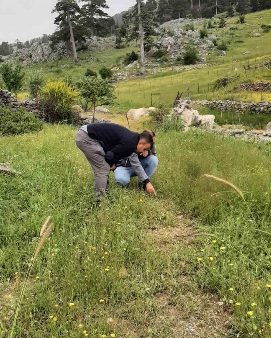 Bitki Sağlığı İle İlgili Kontroller Tamam