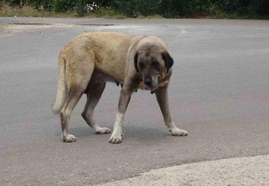 Köpek, Yaşlı Kadını Yaraladı Ekipler Güçlükle Yakaladı