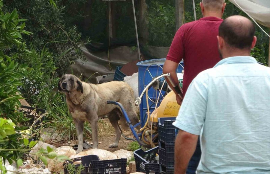 Köpek, Yaşlı Kadını Yaraladı Ekipler Güçlükle Yakaladı