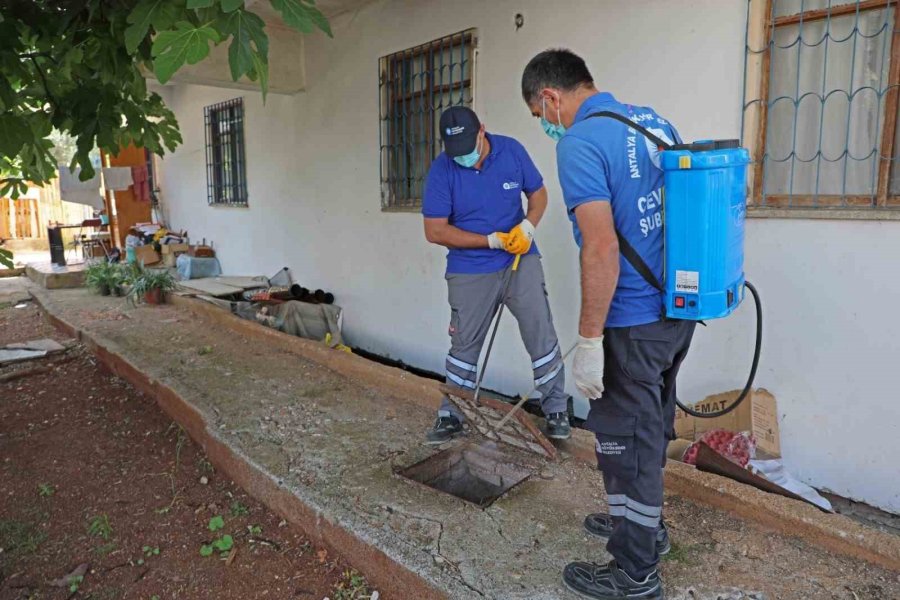 Sineksiz Yaz İçin İlaçlama Ordusu İş Başında