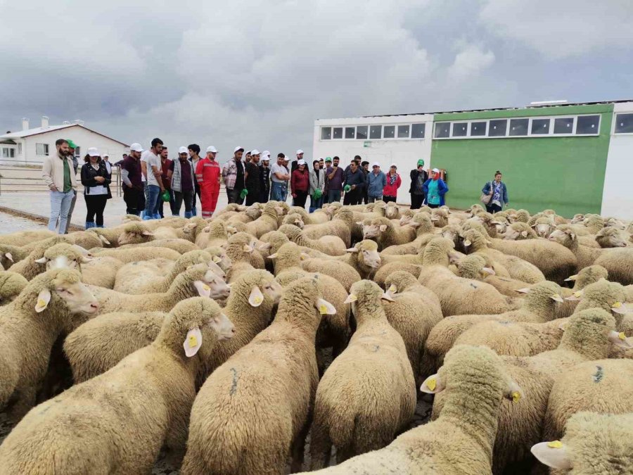 Akademisyenler Ve Öğrenciler Karapınar Koç Teke Üretim Merkezini Gezdi