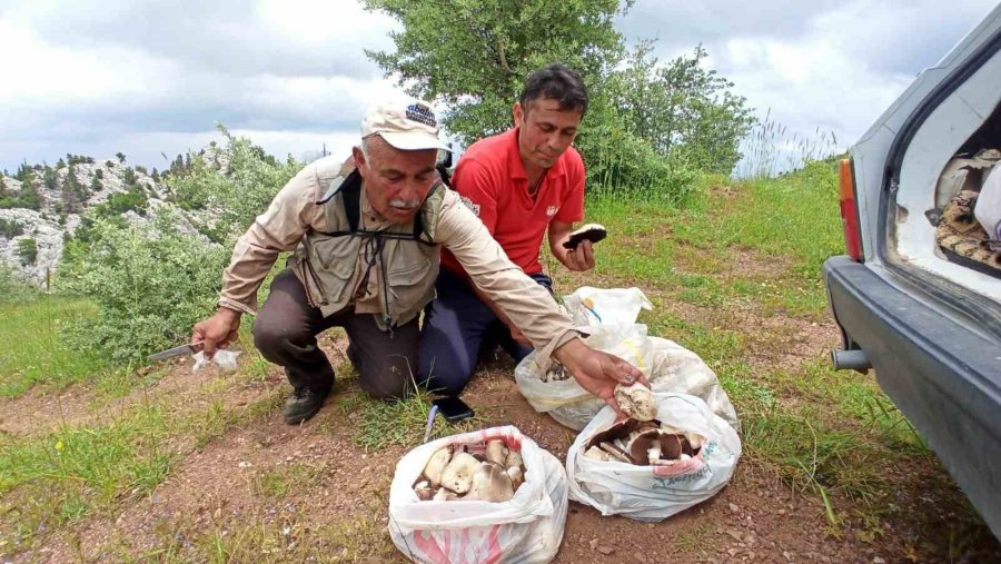 Giden Gelmez Dağlarında "mor Mantar" Toplama Zamanı