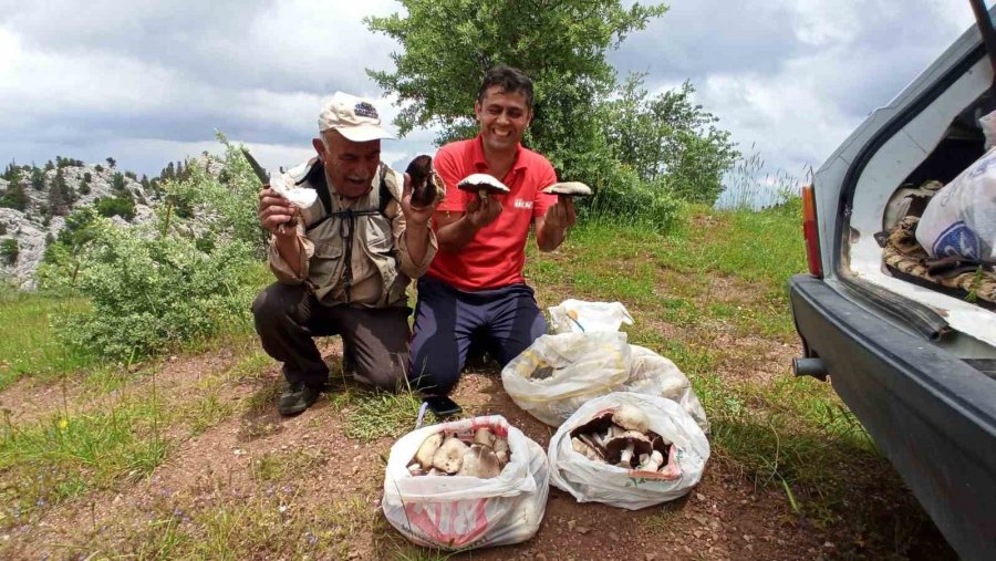 Giden Gelmez Dağlarında "mor Mantar" Toplama Zamanı