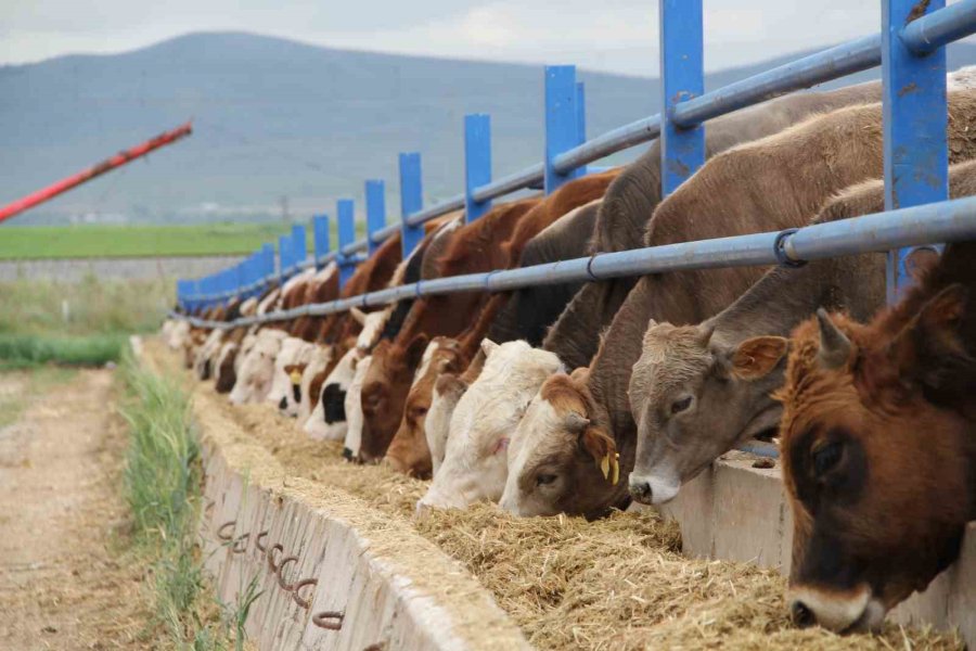 Kurban Bayramı Öncesi Besicilerin Hazırlıkları Hız Kazandı