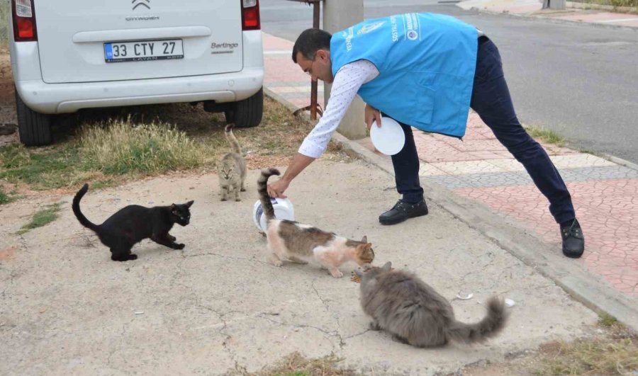 Yenişehir’de Sokak Hayvanları Yalnız Değil