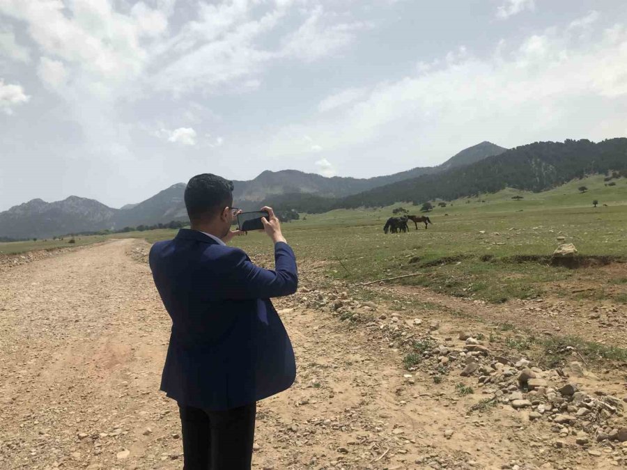 Yılkı Atlarının Toroslar’ın Yeşil Çayırlarında Görsel Şöleni