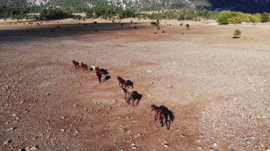 Yılkı Atlarının Toroslar’ın Yeşil Çayırlarında Görsel Şöleni