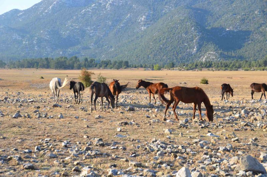 Yılkı Atlarının Toroslar’ın Yeşil Çayırlarında Görsel Şöleni