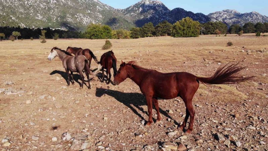 Yılkı Atlarının Toroslar’ın Yeşil Çayırlarında Görsel Şöleni