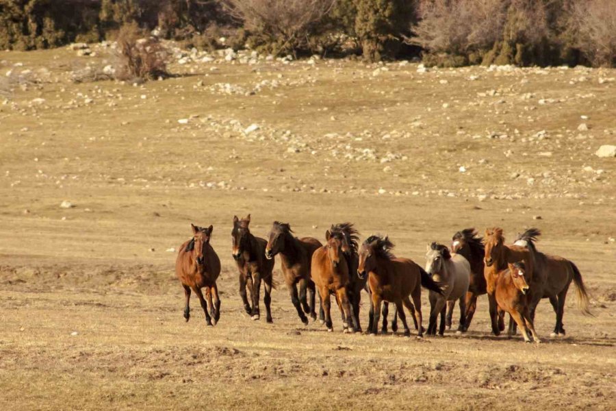 Yılkı Atlarının Toroslar’ın Yeşil Çayırlarında Görsel Şöleni