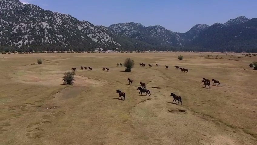 Yılkı Atlarının Toroslar’ın Yeşil Çayırlarında Görsel Şöleni