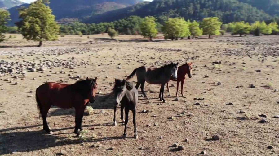 Yılkı Atlarının Toroslar’ın Yeşil Çayırlarında Görsel Şöleni