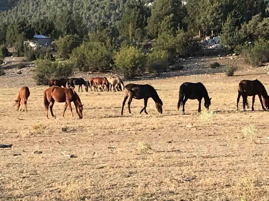 Yılkı Atlarının Toroslar’ın Yeşil Çayırlarında Görsel Şöleni