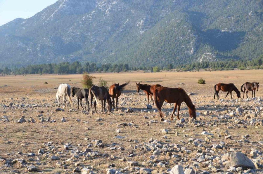 Yılkı Atlarının Toroslar’ın Yeşil Çayırlarında Görsel Şöleni