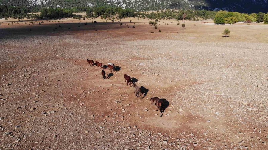 Yılkı Atlarının Toroslar’ın Yeşil Çayırlarında Görsel Şöleni