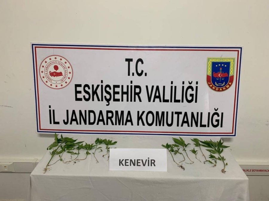 Kenevir Yetiştiren Şahıslara Jandarma Operasyonu