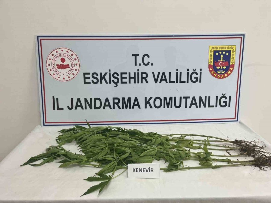 Kenevir Yetiştiren Şahıslara Jandarma Operasyonu