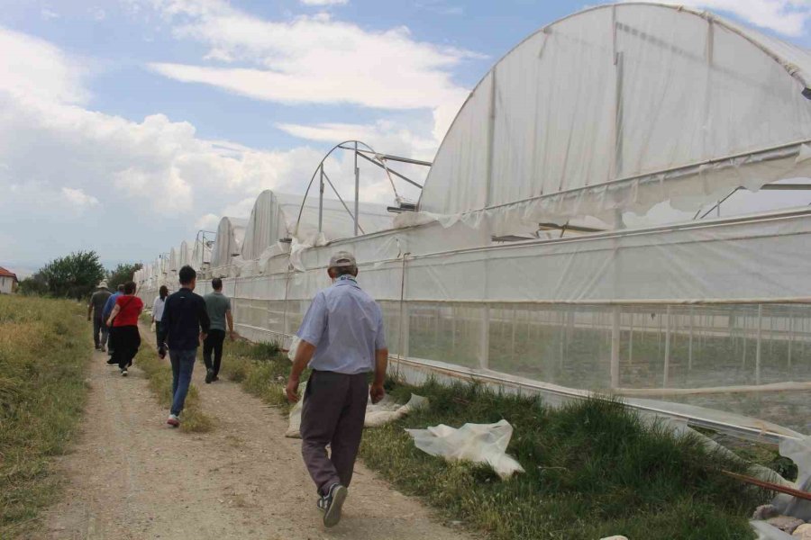 Hortum Ve Dolunun Vurduğu Üreticiye Sera Naylonu Desteği