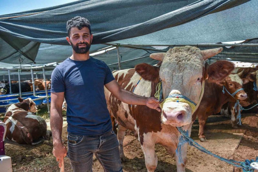 Kepez Kurban Bayramına Hazır