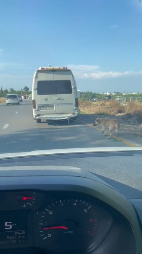 Minibüsün Arkasına Bağladığı Köpeği Zorla Götürdü